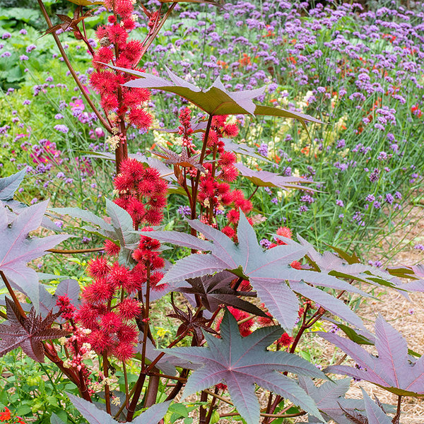 
    



Castor Oil Bean 'Carmencita Red'
