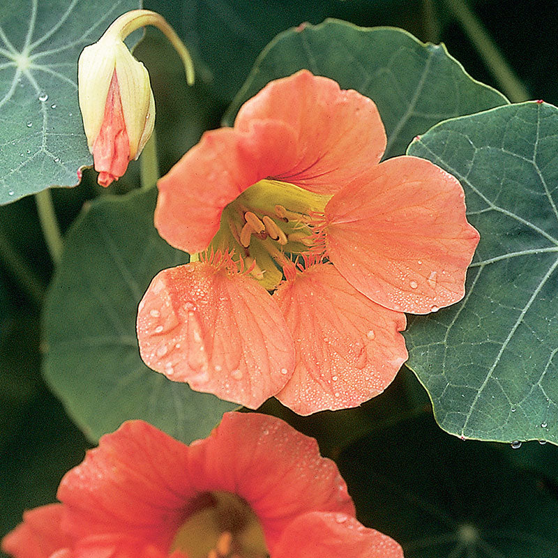 Nasturtium 'Vesuvius'