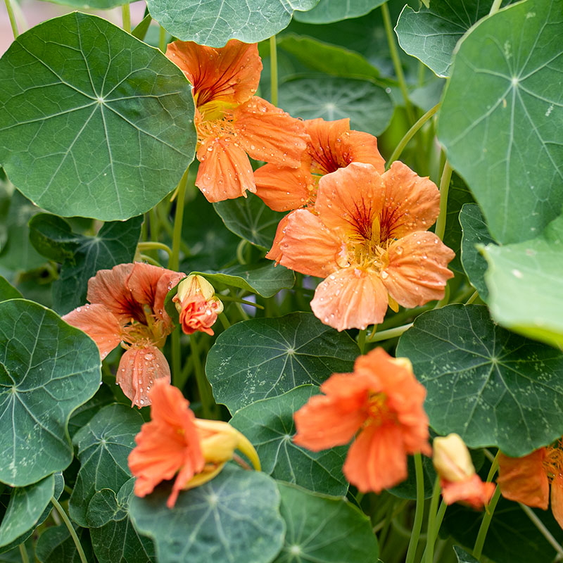 Nasturtium 'Vesuvius'