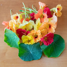 Nasturtium 'Caribbean Cocktail'