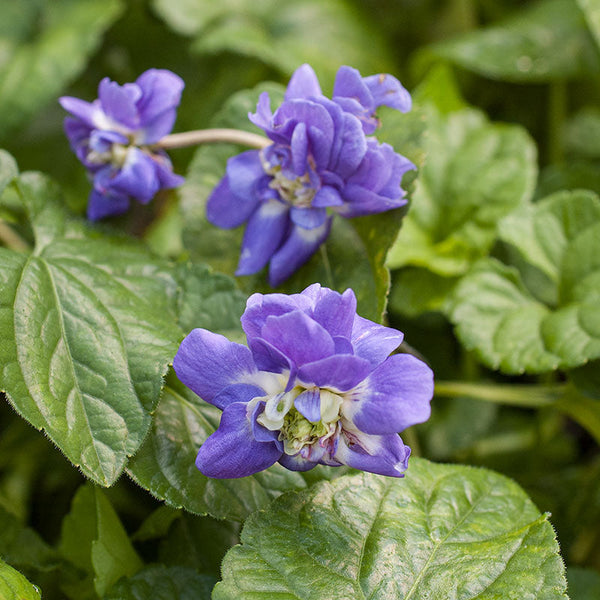Violet - Parma 'Marie Louise' - S1
