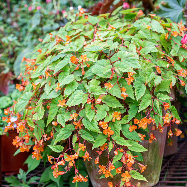 
    



Sutherland Begonia 
