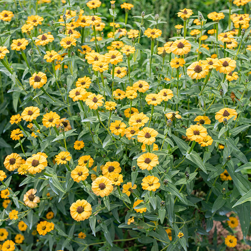 
  



Zinnia 'Yellow Peruvian' Organic
