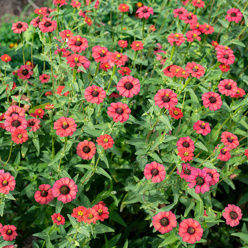 Zinnia 'Red Peruvian' Organic