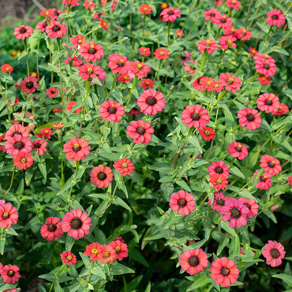 Zinnia 'Red Peruvian' Organic