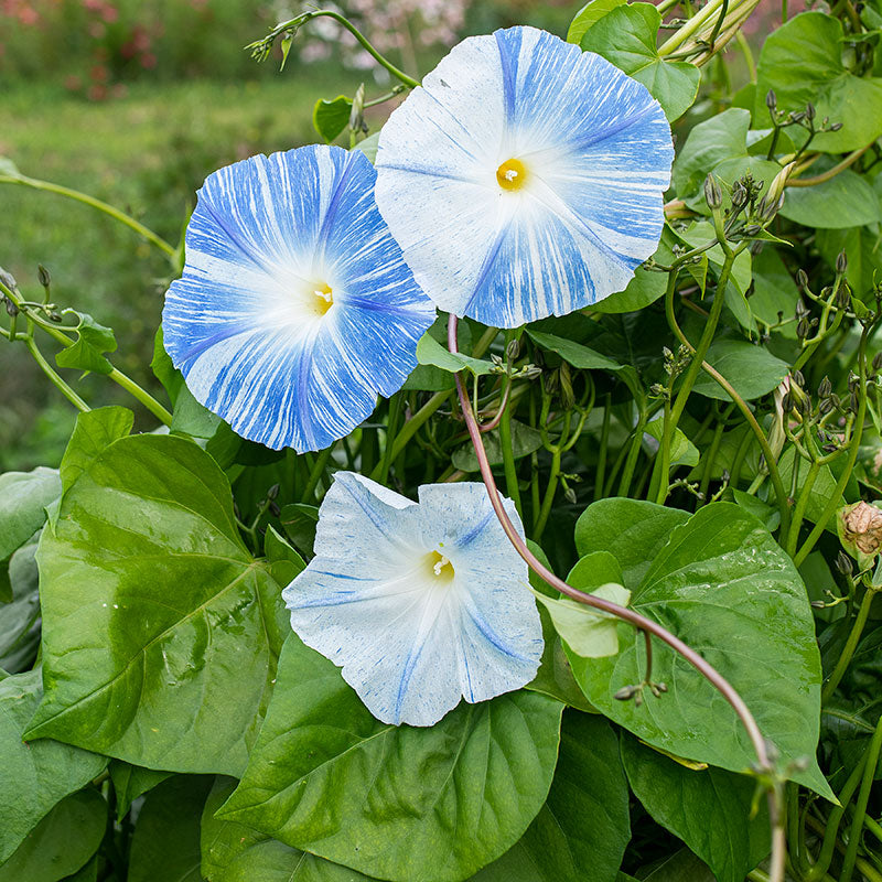 
  



Morning Glory 'Flying Saucers'
