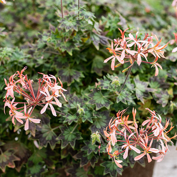 
    



Geranium 'Bird Dancer' 
