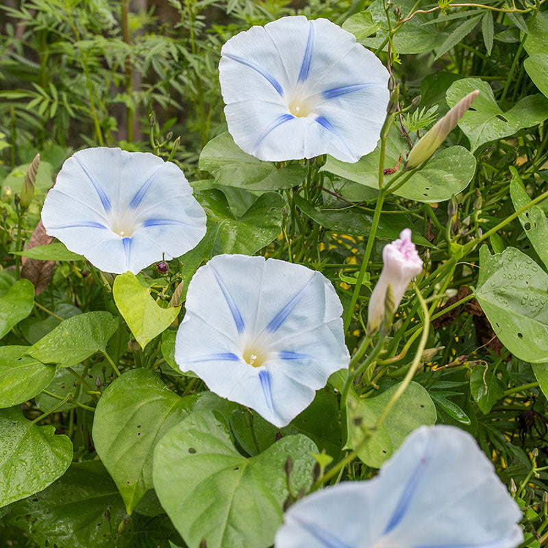
  



Morning Glory 'Blue Star'
