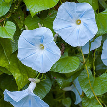Morning Glory 'Blue Star'