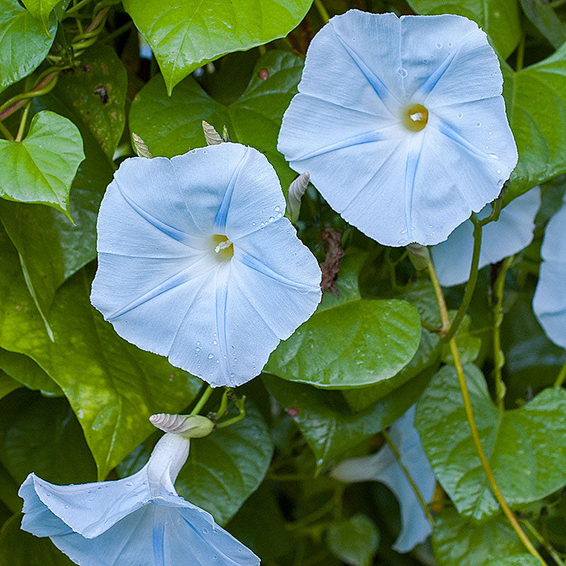Morning Glory 'Blue Star'