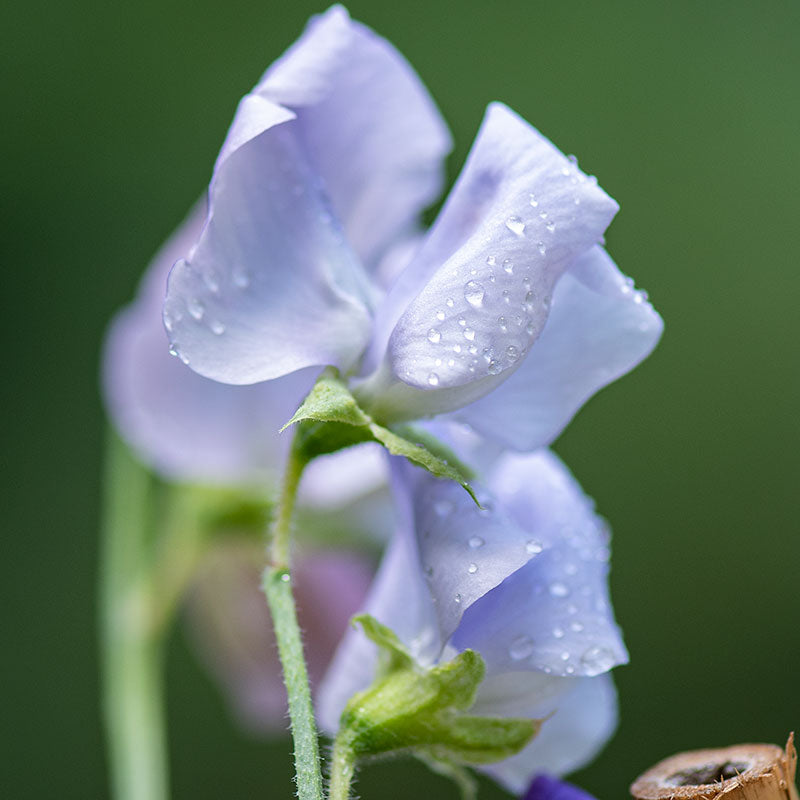 Sweet Pea 'Lady Grisel Hamilton'