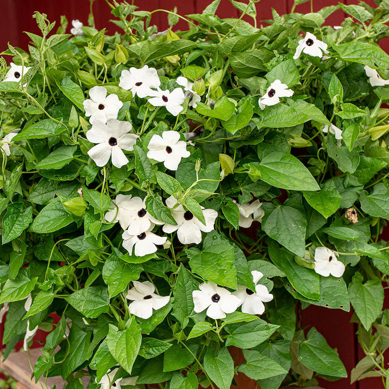 
  



Black-eyed Susan Vine 'Alba'
