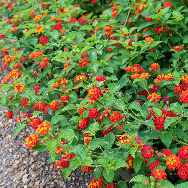 
    



Lantana 'Red Spread' 
