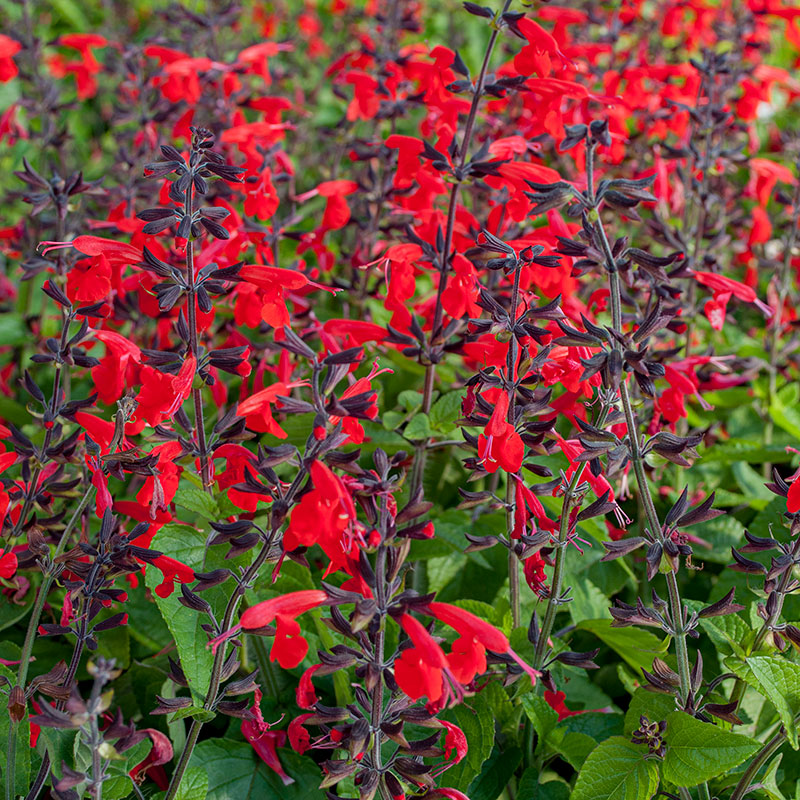 Salvia - Texas Sage Hummingbird™ 'Forest Fire'