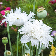 Poppy 'Swansdown'