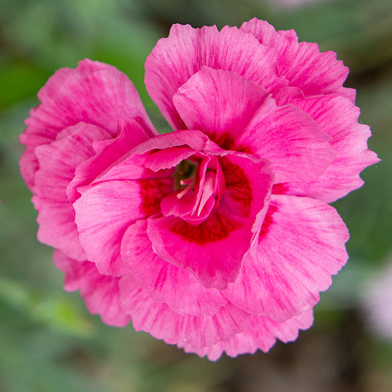 Pink 'Bat's Double Red' - S1