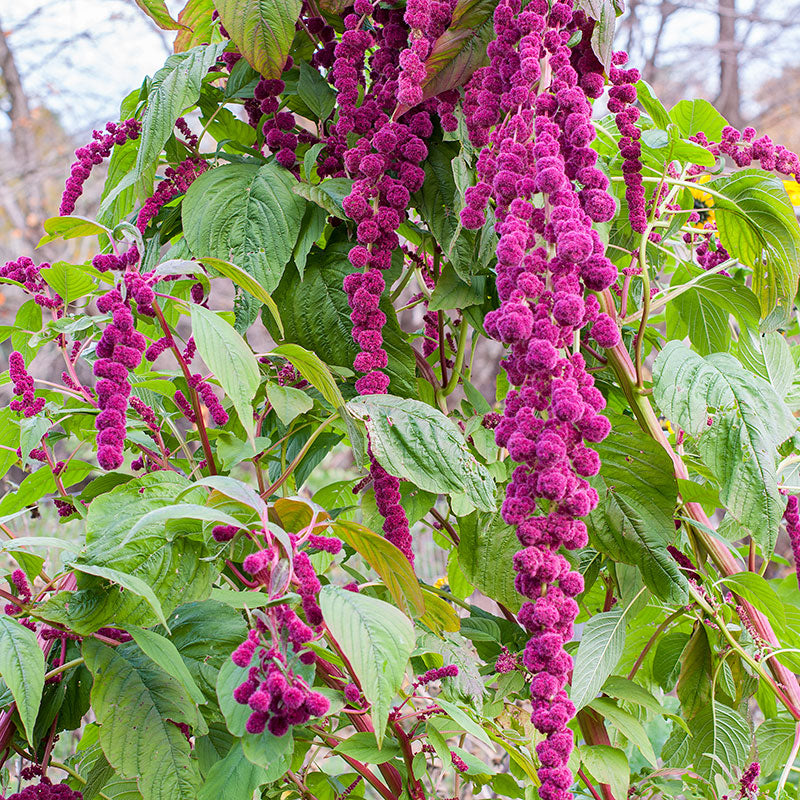 Amaranth 'Dreadlocks'
