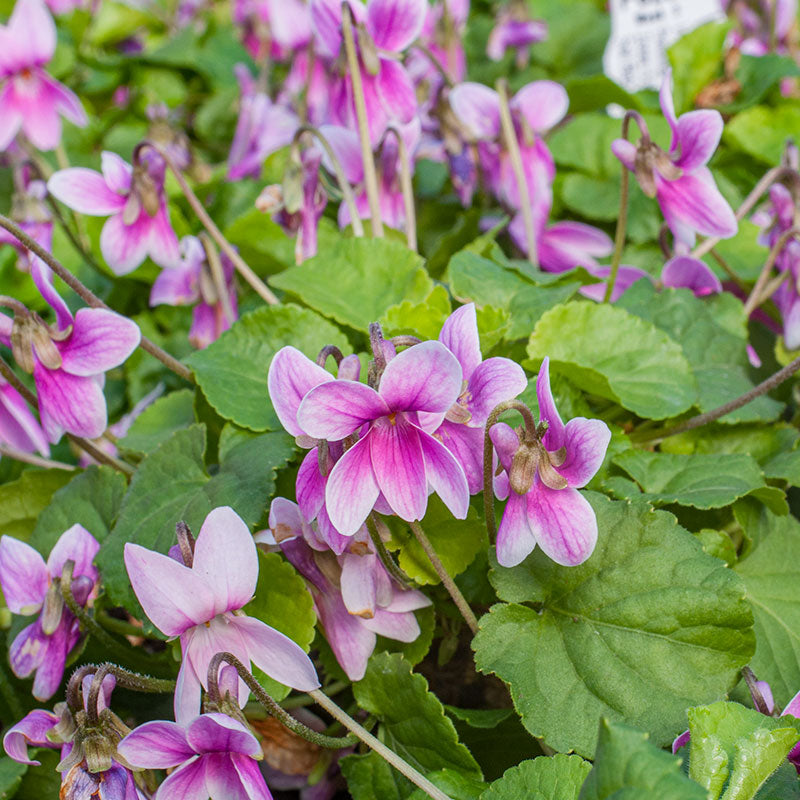 Violet - Sweet 'Rosina' - S1