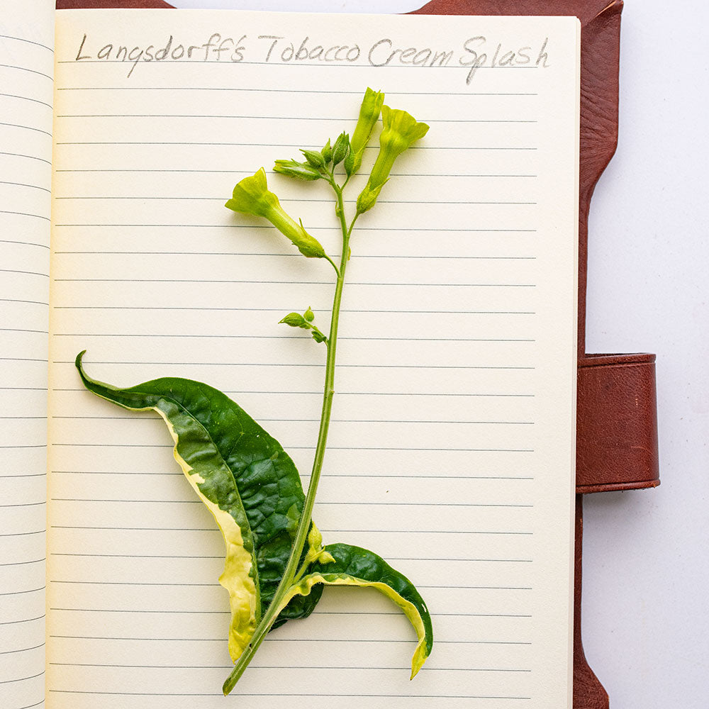 Tobacco 'Cream Splash'