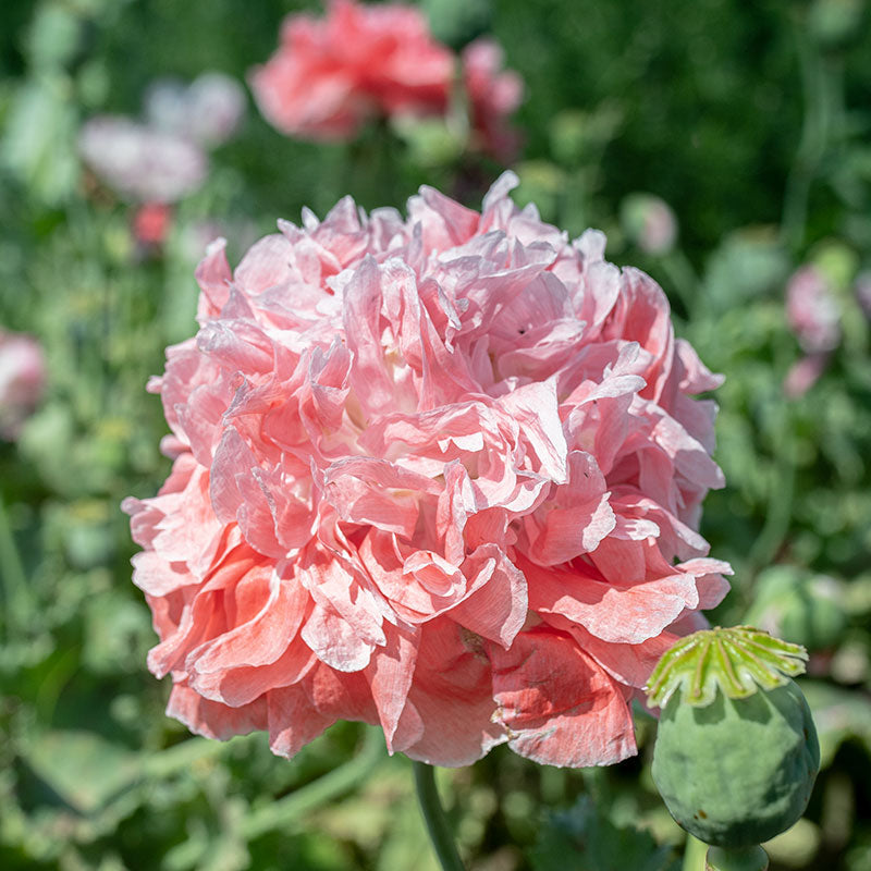 
  



Poppy - Peony 'Frosted Salmon'
