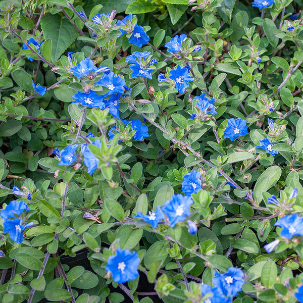 
    



Evolvulus 'Blue Daze' 
