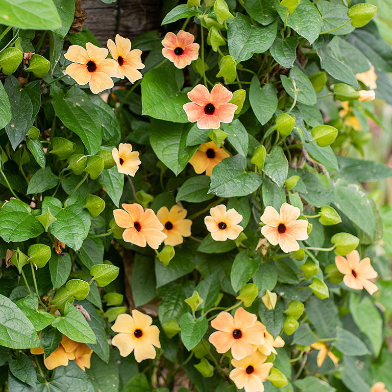 
      



Black-eyed Susan Vine 'African Sunset' 
    