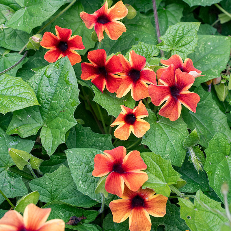 Black-eyed Susan Vine 'Sunny Susy Amber Stripes' - S1