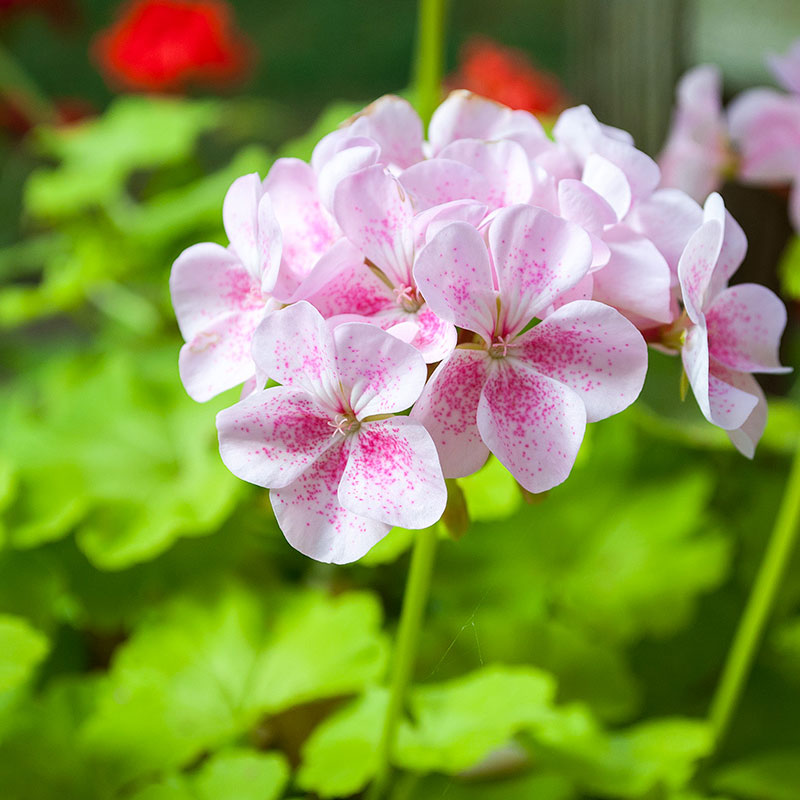 Geranium 'Jay's Golden Bird's Egg' - S1
