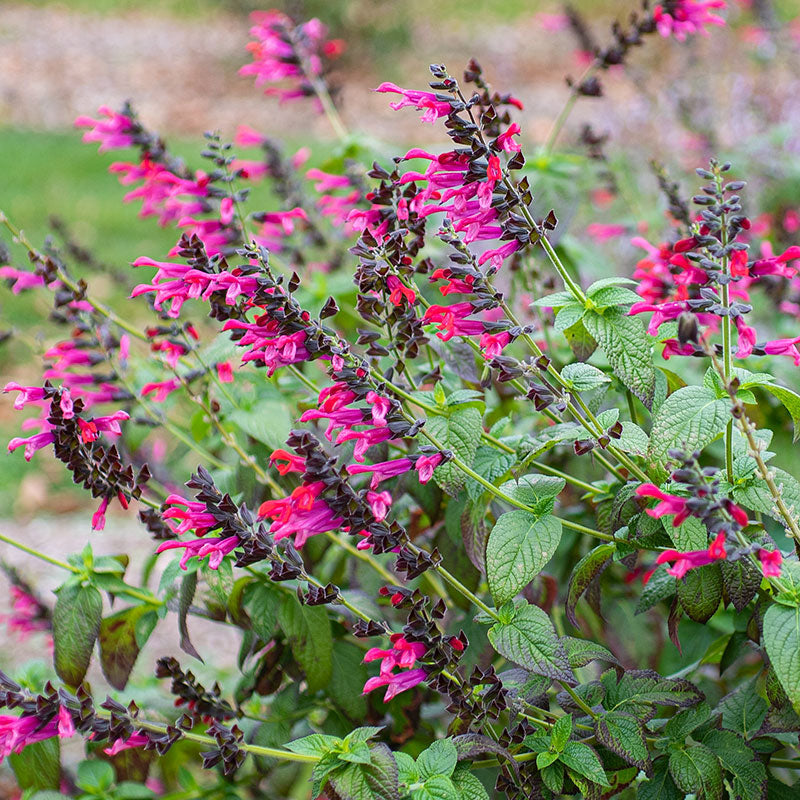 Salvia 'Amante' - S1