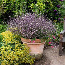 Verbena 'Bampton' - S1