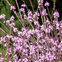 Verbena 'Bampton' - S1