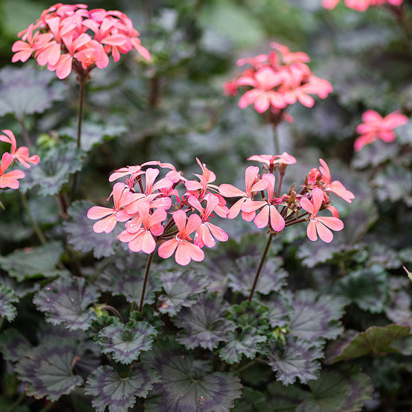 Geranium 'Grossersorten' - S1
