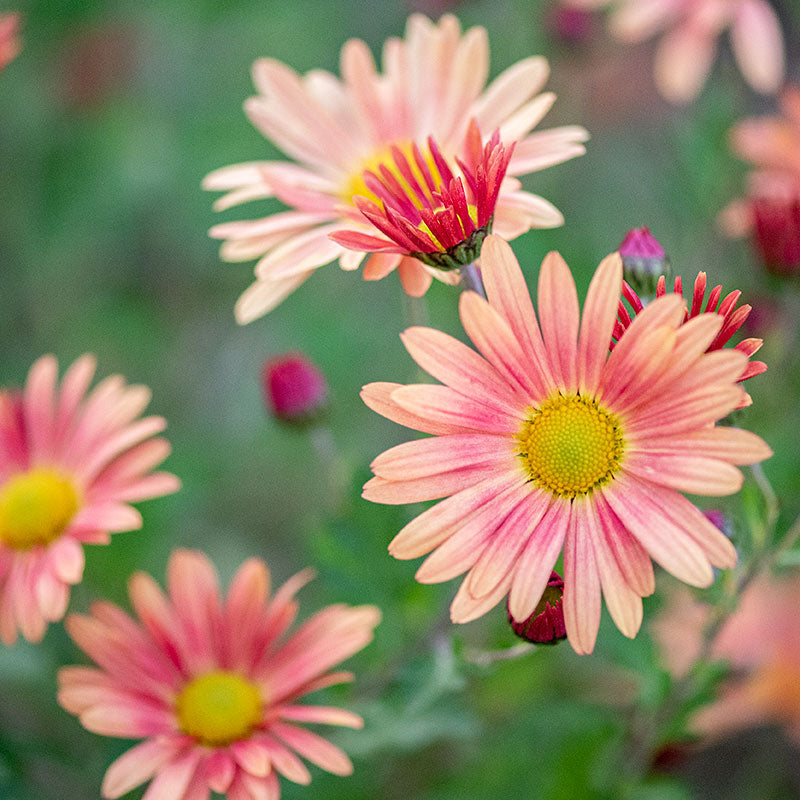 Chrysanthemum 'Campfire Glow' - S1