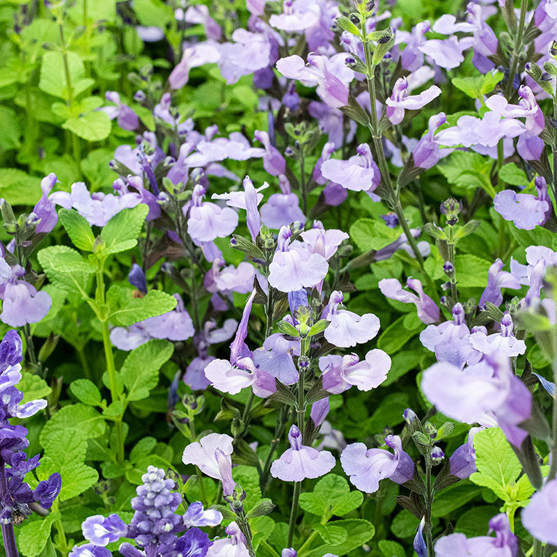 Salvia 'So Cool Pale Blue' - S1