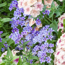 Phlox 'Sugar Stars'