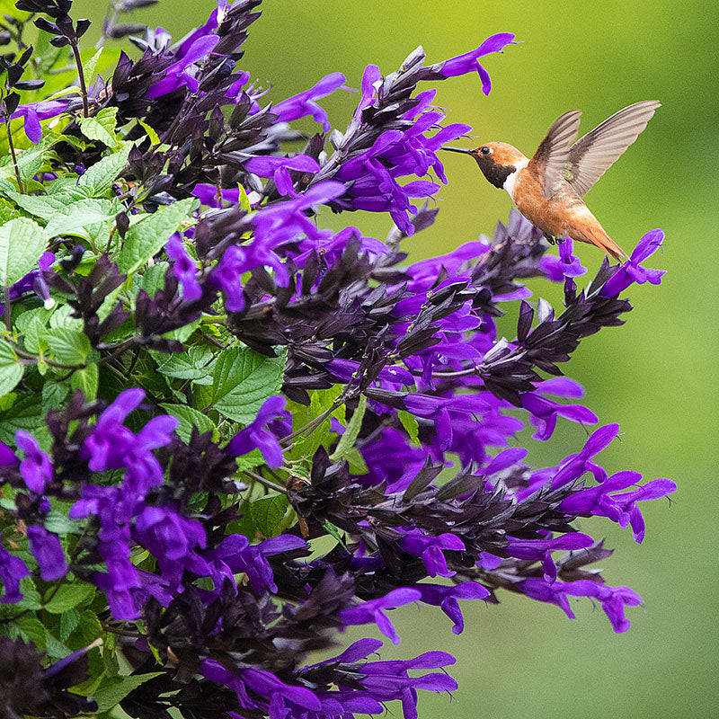 Salvia BODACIOUS® Hummingbird Falls 'Purple' - S1
