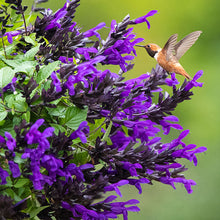 Salvia BODACIOUS® Hummingbird Falls 'Purple' - S1