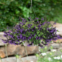 Salvia BODACIOUS® Hummingbird Falls 'Purple' - S1