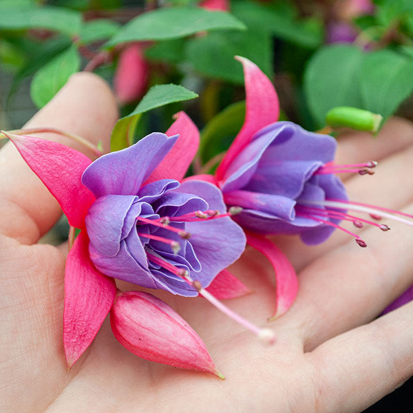 
    



Fuchsia 'Tennessee Waltz' 
