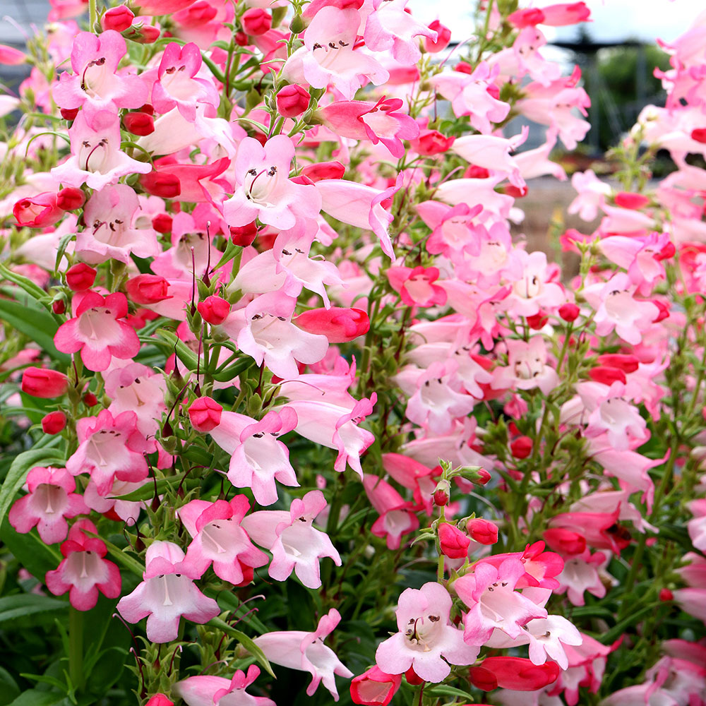 Penstemon 'Flock of Flamingos' - S1