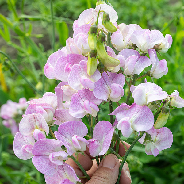 
    



Everlasting Pea 'Pink Pearl'
