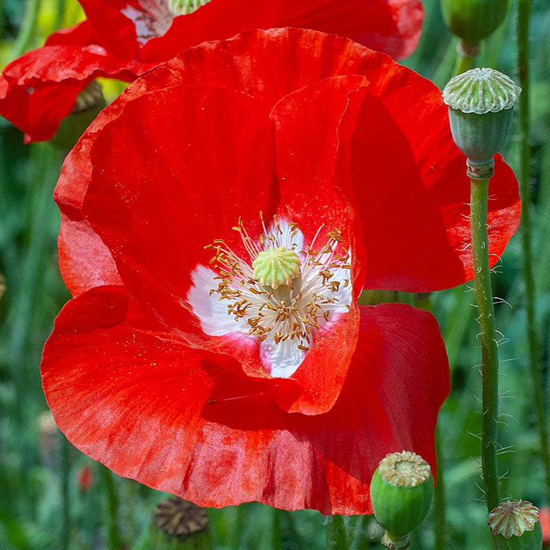 Poppy - Corn 'American Legion'