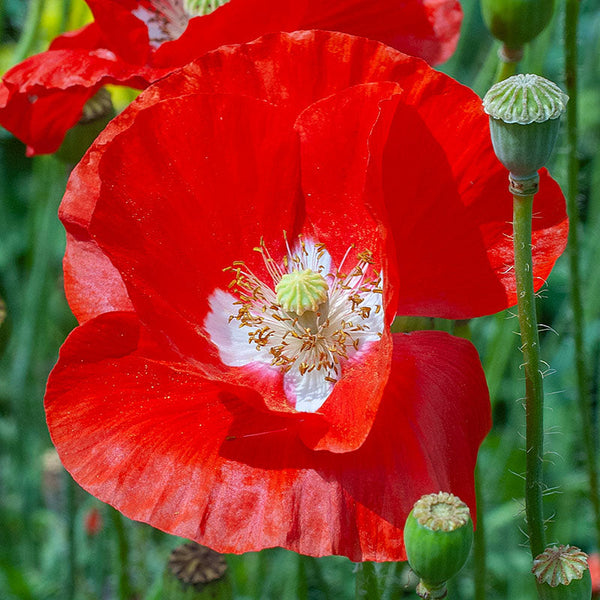 Poppy - Corn 'American Legion'