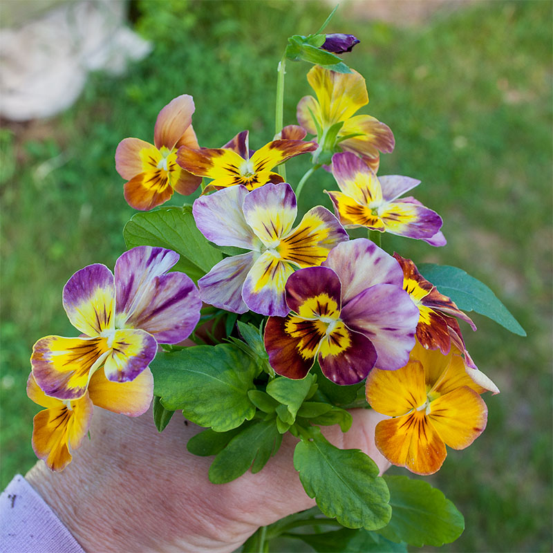 Viola 'Brush Strokes'