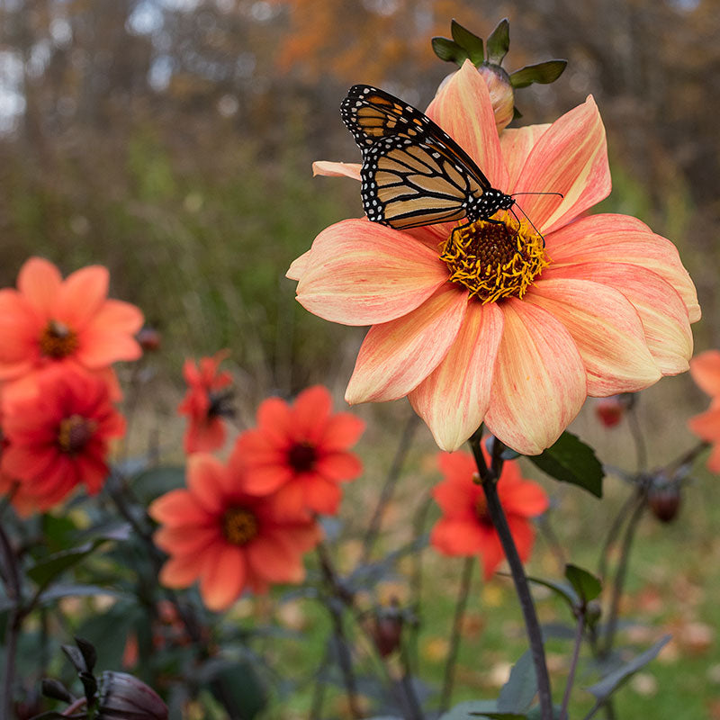Dahlia 'Bishop's Children Mix'