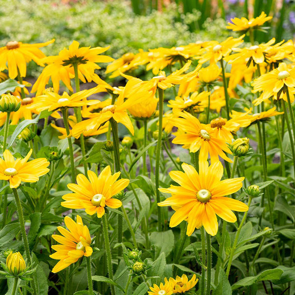 
    



Rudbeckia 'Prairie Sun'
